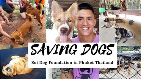 saving dogs - Nomadic Travel