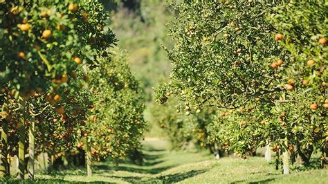 Las Cubiertas Vegetales Demuestran Su Control Frente A La Mosca