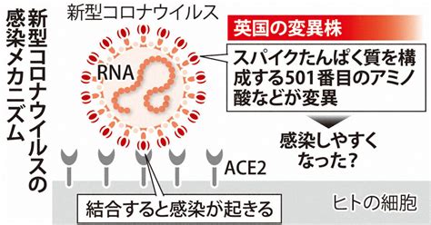 図解でわかる！新型コロナ 2020 写真特集4954 毎日新聞