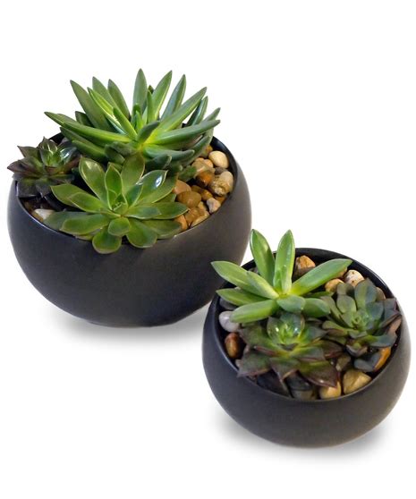 Modern Succulent Garden | McNamara Florist Indianapolis