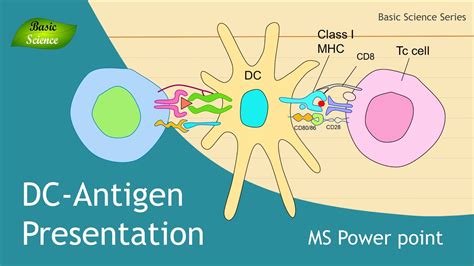 Antigen Presentation Structure Illustration Design With Ms Power Point Basic Science