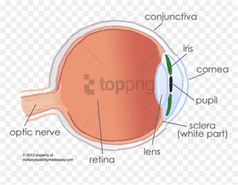 Fovea Eye, HD Png Download - vhv