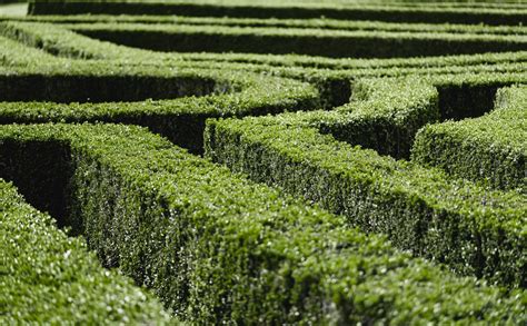 Garden Maze Free Stock Photo | picjumbo