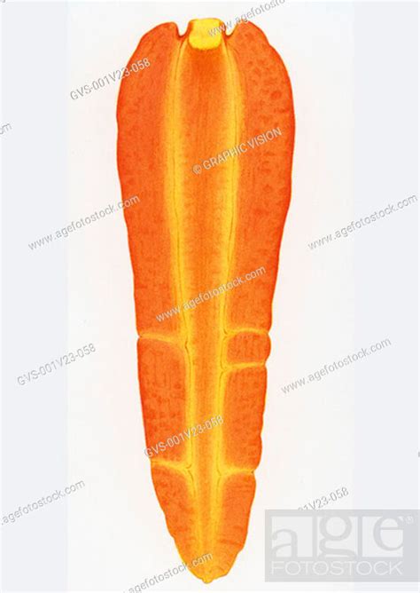 Illustration Of Cross Section Of A Carrot Stock Photo Picture And