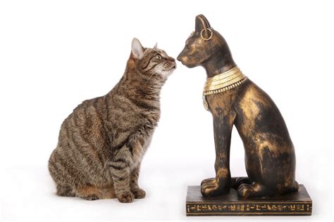 Why Did Egyptians Worship Cats Interesting Historic Facts Catster