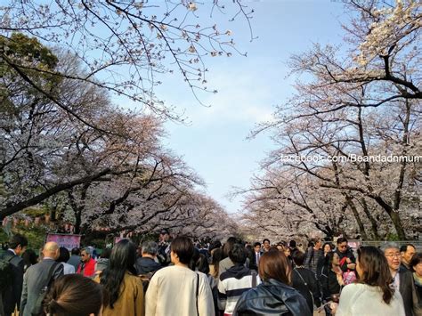 東京 賞櫻 上野恩賜公園 豆豆日遊