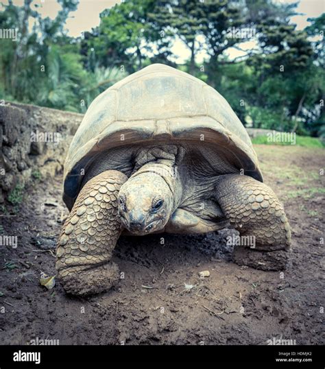 Aldabra Giant Tortoise Aldabrachelys Gigantea Stock Photo Alamy