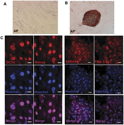 A Alkaline Phosphatase Staining Of The Adscs Indicated The Cells Download Scientific Diagram