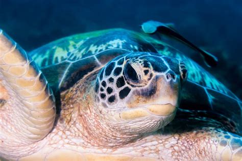 Hawksbill Turtle Beak Close Up Stock Photos Free And Royalty Free Stock