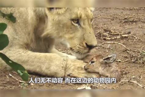 小老虎第一次见笼子里的妈妈，虎妈一眼就认出孩子，画面让人感动笼子妈妈孩子