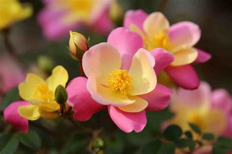 16 Flowers That Grow on Bushes: Your Ultimate Guide to Beautiful Bush ...