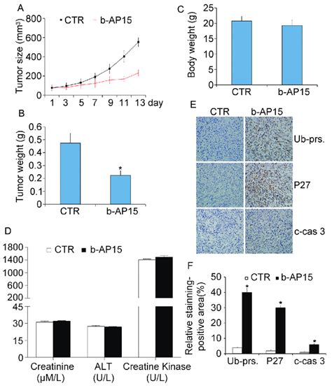 B AP15 Treatment Inhibited Tumor Growth In Vivo BALB C Nude Mice