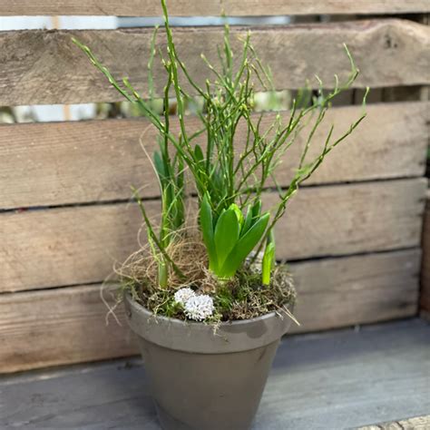 Tuincentrum Te Rijswijk Bezoek Groenrijk