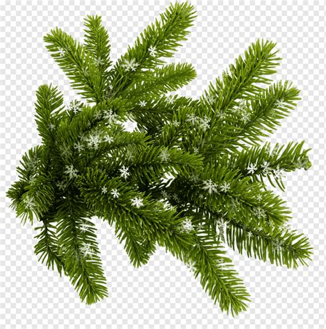 Blue Spruce Conifers New Year Tree Twigs Albom Branch Twig Png