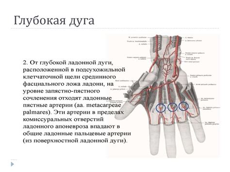 Топографическая анатомия верхней конечности (продолжение). Область ...