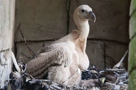 Griffon Vulture - Facts, Diet, Habitat & Pictures on Animalia.bio