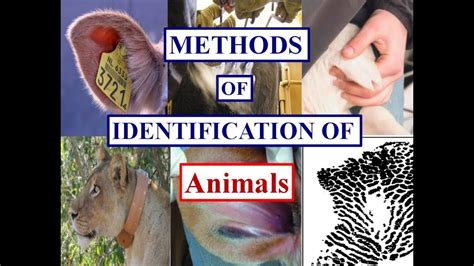 Methods Of Identification Of Animals Veterinary First Year Youtube