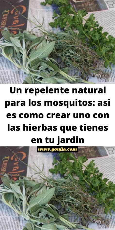 Un Repelente Natural Para Los Mosquitos Asi Es Como Crear Uno Con Las