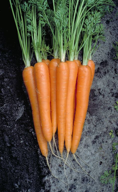 Organic Baby Carrots Orange Queen Kingseat Organics