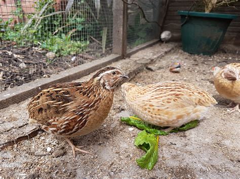 Coturnix Quail Male Vs Female