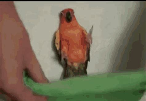 Bird Sleep Bird Sleep Discover Share Gifs