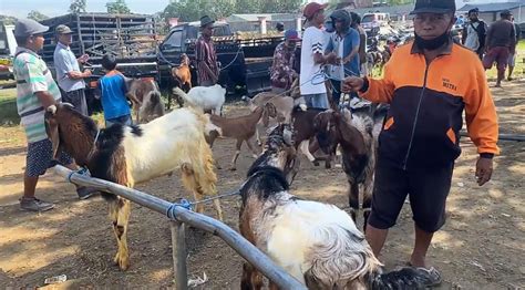 Jelang Idul Adha Harga Kambing Di Blitar Naik FaktualNews Co