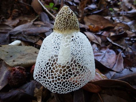 Velo De Novia Hongos De Palenque Naturalista Mexico