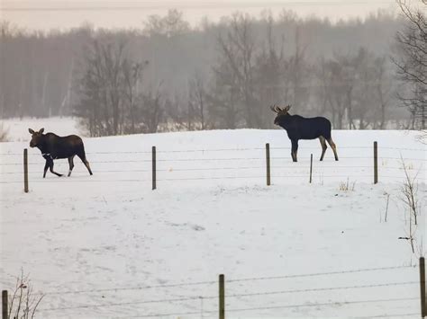 Moose : r/wildlifephotography