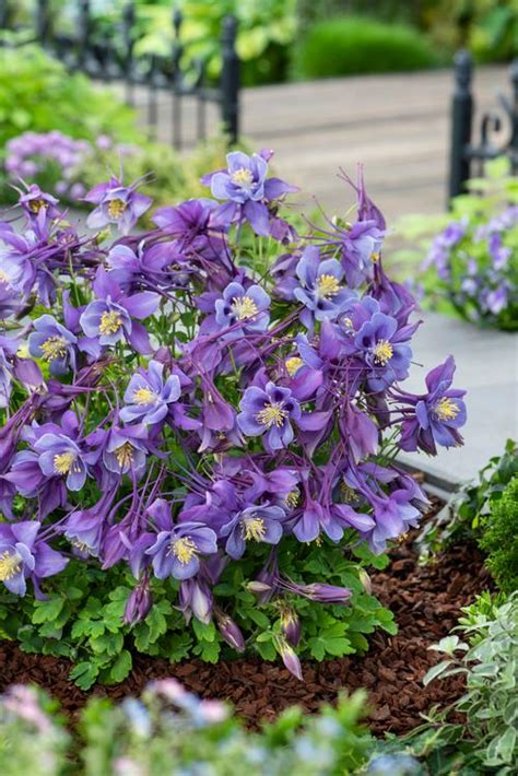 Columbine Aquilegia F1 Earlybird™ Purple Blue From Growing Colors