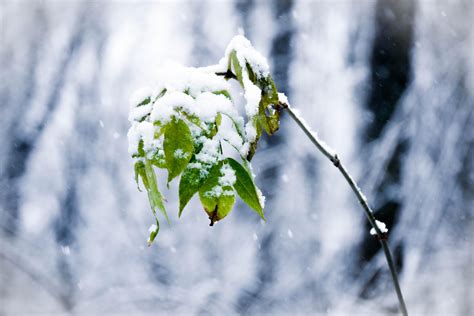 Winter wonderland in Slovakia : r/Winter