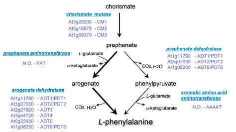 The Biosynthetic Pathways For Shikimate And Aromatic Amino Acids In