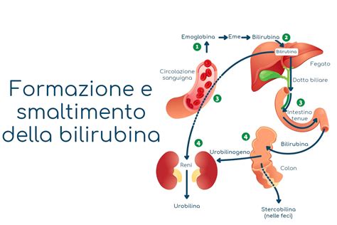 Bilirubina Alta Nelle Urine Scopri I Valori Normali