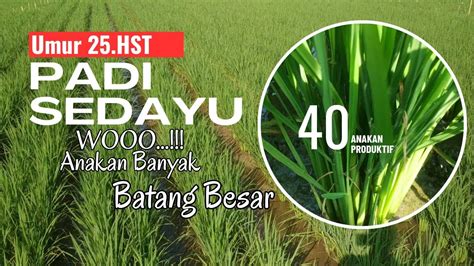 Padi Sedayu Umur Hst Anakan Banyak Batang Besar Mencapai