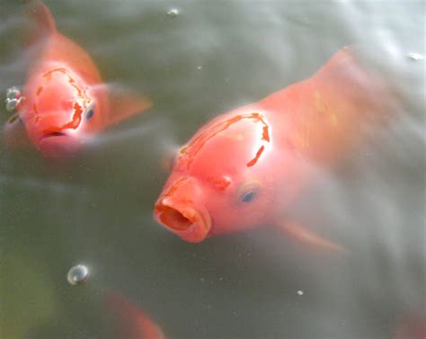 Common Goldfish: Characteristics, Diet, Uses