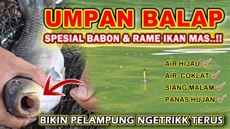 Terlalu Bahaya Umpan Ikan Mas Ini Bikin Babon Rame Rakus Umpan