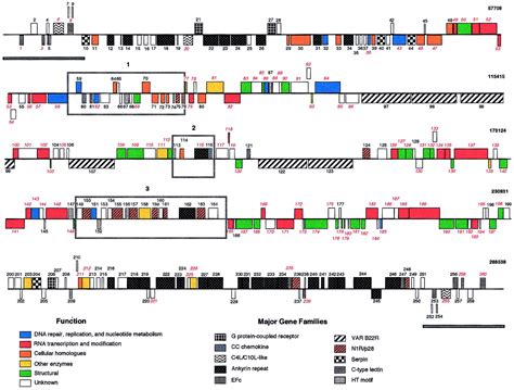 The Genome Of Fowlpox Virus Journal Of Virology