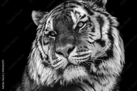 Bold contrast black and white tiger face close-up Stock Photo | Adobe Stock