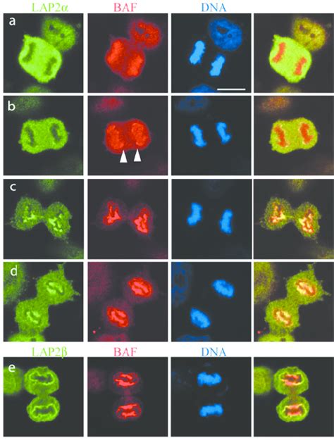 Lap2α And Baf Colocalize At Core Regions A E Hela Cells At Various