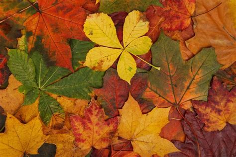 Foto de hojas de otoño Para Imprimir Img 28967