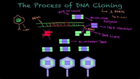 Dna Cloning Biology Tutorial Youtube