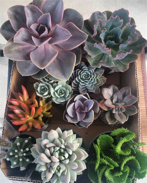 Amazing Succulent Types That You Haven't Seen Ever - Daily News