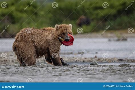 Brown Bear Fishing For Salmon In Alaksa Stock Photo Image Of Seal