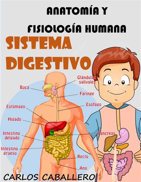 Sistema Digestivo Sistema Digestivo Anatomia Y Fisiologia Humana