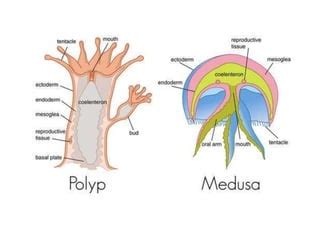 Coelenterata Diagram