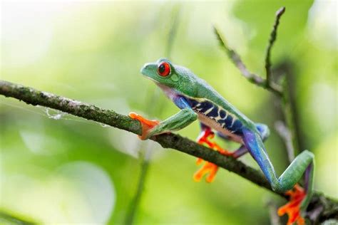 Wall Art Photograph Red Eyed Tree Frog Costa Rica By Dirk Ercken