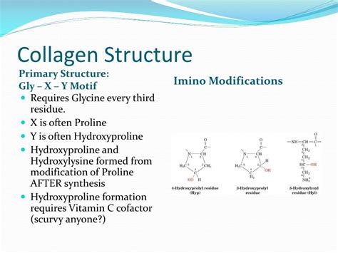 Collagen Primary Structure