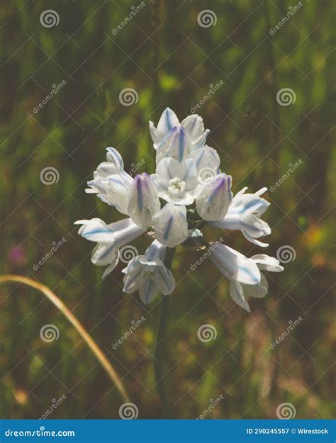 White Triteleia Grandiflora Flower With Small Purple Spots Growing In A