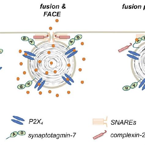 Vesicular Control Of Fusion Pore Expansion P X Receptors And