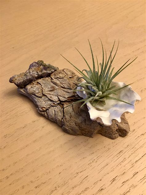 Crystal Air Plant In Sea Shell And Driftwood Decoration Etsy