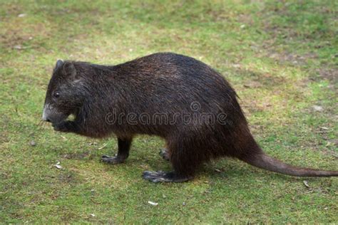 Desmarest S Hutia (Capromys Pilorides), Also Known As the Cuban Stock ...